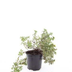 Potentilla Elizabeth f.
(8 Plants/Order)(14cmP 10cmH)