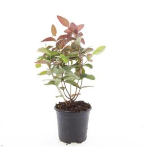 Hypericum andr. 'Albury Purple'
(8 Plants/Order)(14cmP 25cmH)
