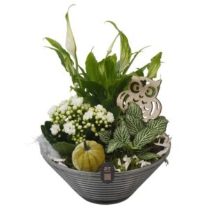 Arrangement kamer PTHG8261 Arrangement Autumn Glass in Glas schaal
(4 Plants/Order)(19cmP 28cmH)