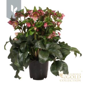 Helleborus HGC Ice N Roses pink
(3 Plants/Order)(19cmP 70cmH)