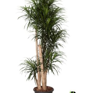 Dracaena Anita Dracaena refl.Anita busch
(1 Plants/Order)(32cmP 170cmH)