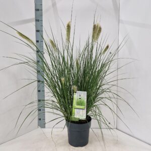 Pennisetum alopecuroides
(1 Plants/Order)(23cmP 100cmH)