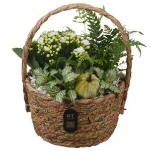 Arrangement kamer PTHI3289 Arrangement Autumn Indoor in rieten mand
(5 Plants/Order)(19cmP 24cmH)