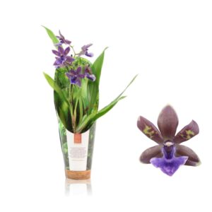 Zygopetalum Impasto Blue Inca 1 spike 9cm in luxury jungle cover
(11 Plants/Order)(9cmP 35cmH)
