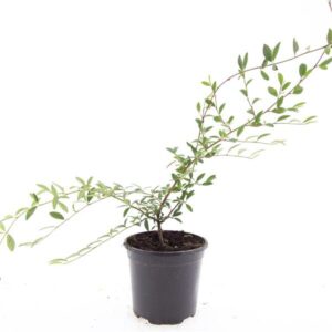 Cotoneaster salicifolius Parkteppich'
(8 Plants/Order)(14cmP 10cmH)