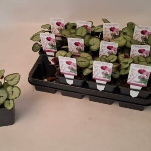 Cyclamen coum Cyclamen coum silverleaf white 9 cm
(12 Plants/Order)(9cmP 10cmH)