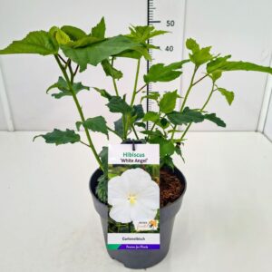 Hibiscus Hibiscus mosch. 'White Angel' 40-50C5
(1 Plants/Order)(23cmP 60cmH)