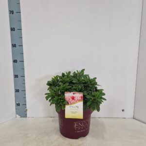 Rhododendron (Evergreen Azalea Grp) ENCORE® Sunburst ('Roblet'PBR)
(1 Plants/Order)(23cmP 40cmH)