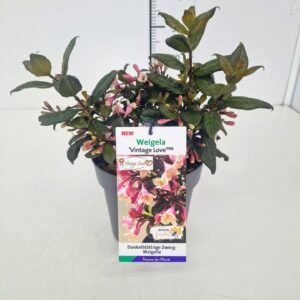 Weigela florida Weigela 'Vintage Love' 25-30C3
(1 Plants/Order)(19cmP 45cmH)