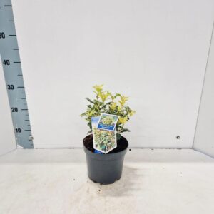 Osmanthus Goshiki het.
(1 Plants/Order)(17cmP 30cmH)