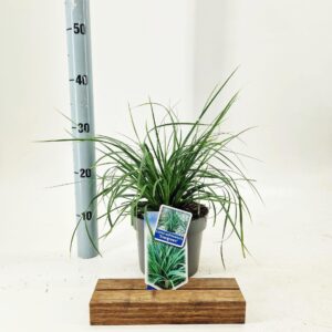 Carex oshimensis EverColor® 'Evergreen’
(1 Plants/Order)(17cmP 30cmH)