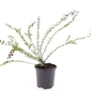 Lonicera Red Tips nit.
(8 Plants/Order)(14cmP 10cmH)