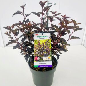 Physocarpus opulifolius Physocarpus op. 'All Black' 50-60C5
(1 Plants/Order)(23cmP 60cmH)