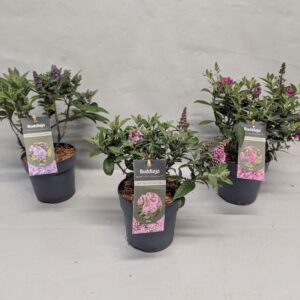 Buddleja Buddleja Buddleja 'Little Rockstars' mix 12 cm etiket
(8 Plants/Order)(12cmP 25cmH)