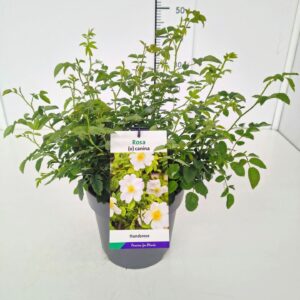 canina Rosa canina 50-60C5 
(1 Plants/Order)(23cmP 60cmH)