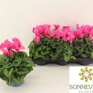 Cyclamen Halios pink
(6 Plants/Order)(13cmP 27cmH)
