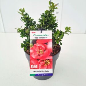 Chaenomeles speciosa Chaenomeles spec. 'Red Kimono' 40-50C5
(1 Plants/Order)(23cmP 50cmH)