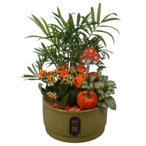 Arrangement kamer PTHI3211 Arrangement Autumn Indoor in Ceramics schaal
(6 Plants/Order)(16cmP 30cmH)