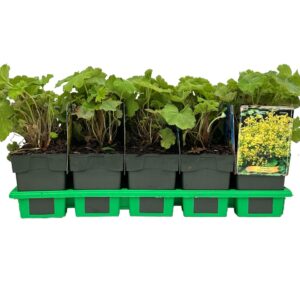 Alchemilla mollis Auslese P11
(10 Plants/Order)(11cmP 25cmH)