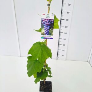 Vitis other white Vitis 'Venus' 80CMC2
(10 Plants/Order)(17cmP 100cmH)