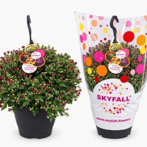 Chrysanthemum Skyfall Chrysanthemum Skyfall hanging basket 3 Colours per Pot
(1 Plants/Order)(23cmP 50cmH)