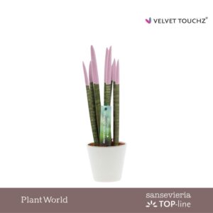 Sansevieria Cylindrica VELVET TOUCHZ® Pastel purple in Ceramics R'dam
(11 Plants/Order)(8.5cmP 32cmH)