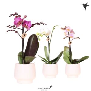 Phalaenopsis Multiflora 1 spike in Scandic Pot white
(6 Plants/Order)(9cmP 40cmH)