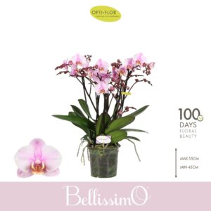 Phalaenopsis Multiflora Bellissimo Angelo
(3 Plants/Order)(15cmP 50cmH)