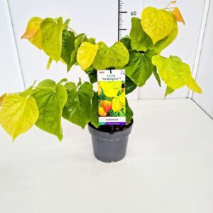 Cercis canadensis Cercis can. 'The Rising Sun' 40-60C4
(1 Plants/Order)(21cmP 60cmH)