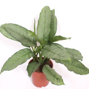 Aglaonema B.J. Freedman Aglaonema Freedman (1 Plants/Order)(24cmP 70cmH)