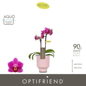 Phalaenopsis Multifloratypes other Optifriend Fay 2 spike in Emilia Pink Aquo
(6 Plants/Order)(7cmP 25cmH)