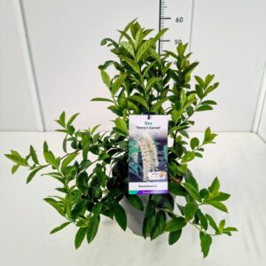 Itea Henrys Garnet Itea vir. 'Henry's Garnet' 40-50C5
(1 Plants/Order)(23cmP 60cmH)