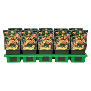 Geum Prinses Juliana  
(10 Plants/Order)(11cmP 25cmH)