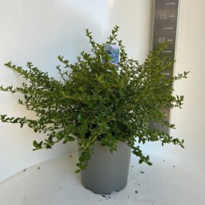 Ceanothus thyrsiflorus var. repens
(1 Plants/Order)(29cmP 55cmH)
