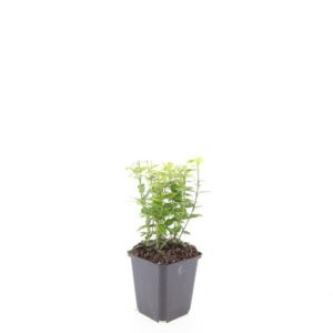 Euonymus fortunei Emerald n Gold
(12 Plants/Order)(9cmP 15cmH)