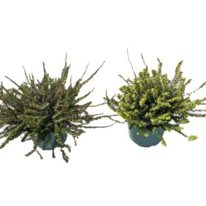 Erica Darley in Types
(1 Plants/Order)(17cmP 25cmH)