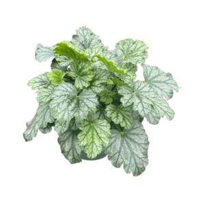 Heuchera Paris'
(1 Plants/Order)(17cmP 25cmH)