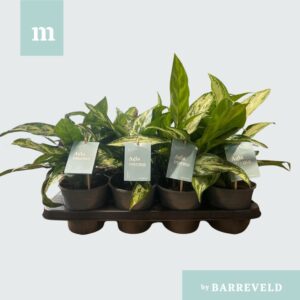 Aglaonema mixed Green Agla mixtray (Aglaonema) (8 Plants/Order)(14cmP 30cmH)
