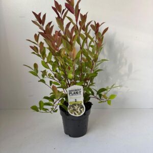 Itea Henrys Garnet virginica
(1 Plants/Order)(17cmP 60cmH)