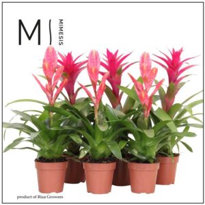 Bromelia Pink mix 12cm Mimesis
(10 Plants/Order)(12cmP 45cmH)