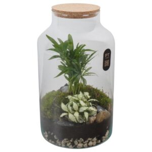 Arrangementen PTTER8140 Arrangement terrarium in glazen terrarium
(3 Plants/Order)(18cmP 31cmH)