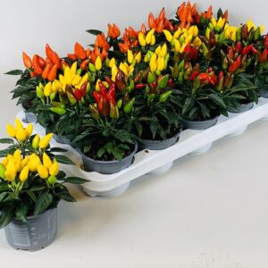 Capsicum Salsa annuum
(15 Plants/Order)(10.5cmP 15cmH)