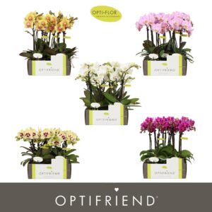 Phalaenopsis Multiflora Optifriend Diversen 2 spike (kleur per tray)
(8 Plants/Order)(7cmP 25cmH)