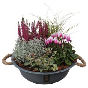 Arrangementen PTHO7580 Arrangement Autumn Outdoor in metalen schaal
(1 Plants/Order)(30cmP 29cmH)