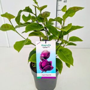 Magnolia Magnolia 'Genie' 50-60C5
(1 Plants/Order)(22cmP 60cmH)