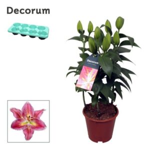 Lilium Reeleeze OR 13cm
(8 Plants/Order)(13cmP 40cmH)