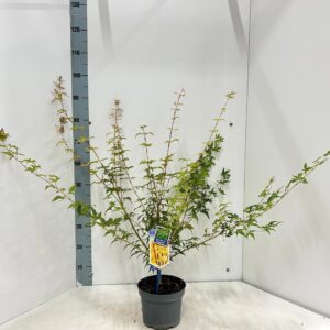 Acer palmatum Sangokaku
(1 Plants/Order)(19cmP 90cmH)