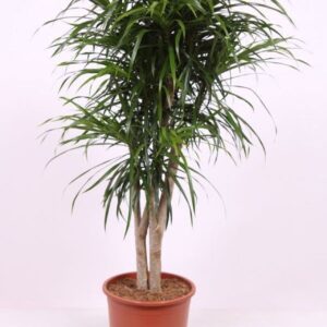 Dracaena Anita
(1 Plants/Order)(27cmP 100cmH)