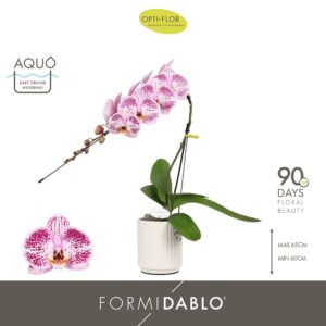 Phalaenopsis other purple more Formidablo Iguazu Falls in Molise White Aquo
(3 Plants/Order)(12cmP 60cmH)