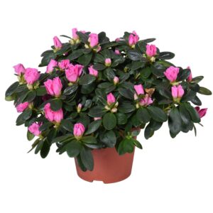 pink Vogel Azalea pink 13cm
(6 Plants/Order)(13cmP 30cmH)